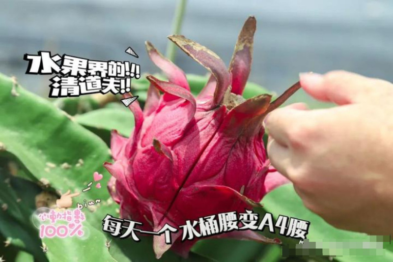 火龙果红心♥️火龙果。产地货源保质保量