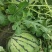 山东德州禹城市万亩西瓜已陆续上市，京欣西瓜，口感脆甜