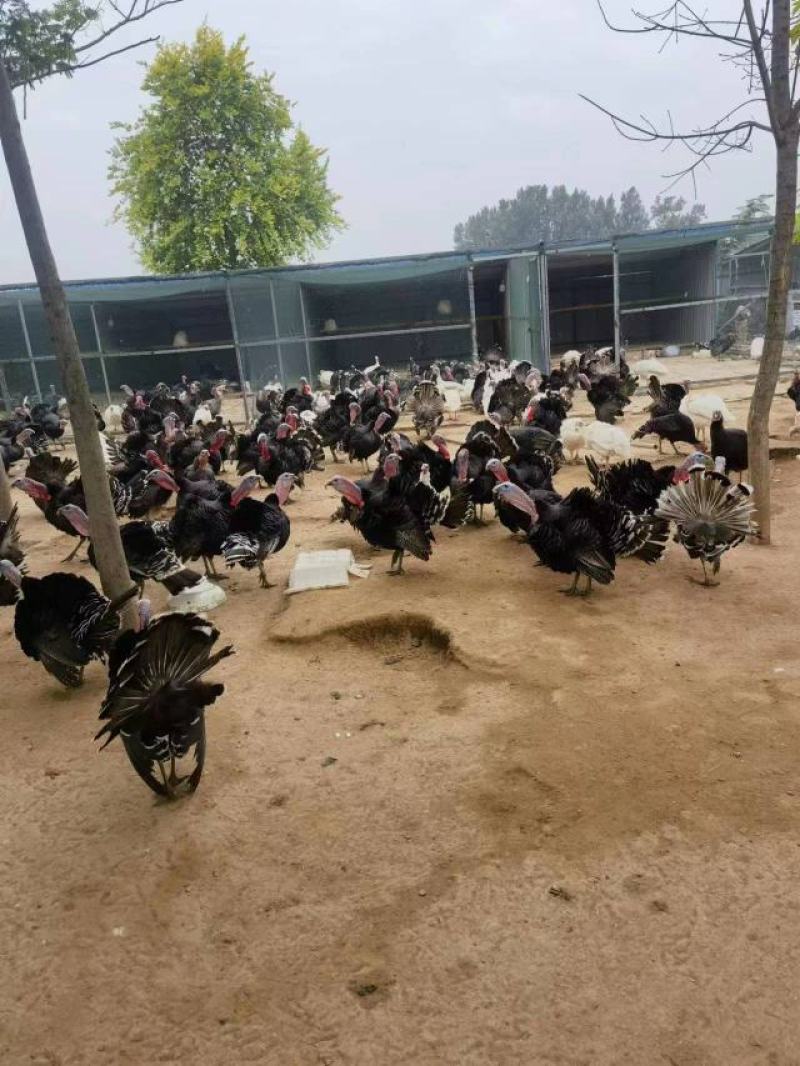 青铜火鸡青年鸡体型大生长速度快抗病能力强