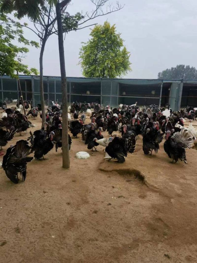 青铜火鸡青年鸡体型大生长速度快抗病能力强