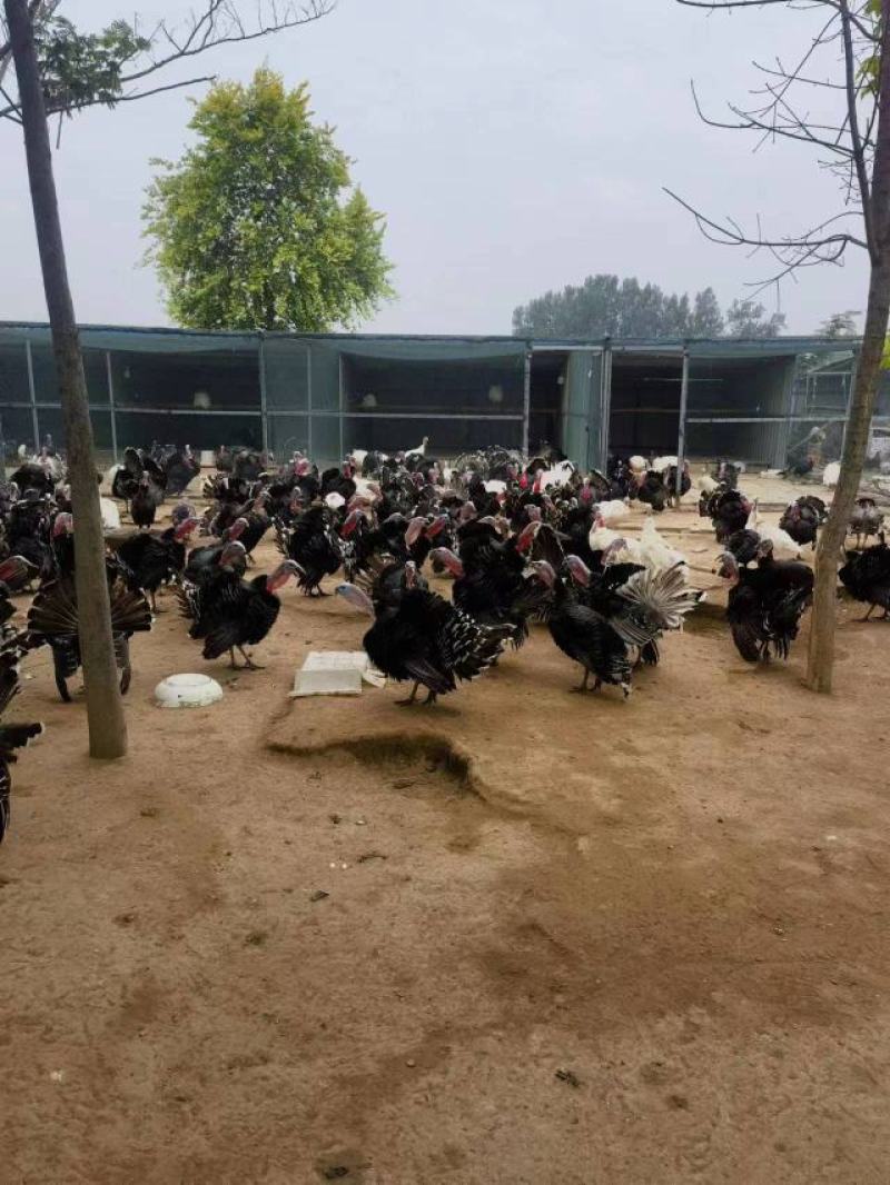 青铜火鸡青年鸡体型大生长速度快抗病能力强