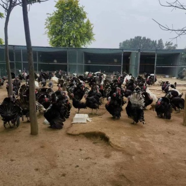 青铜火鸡青年鸡体型大生长速度快抗病能力强