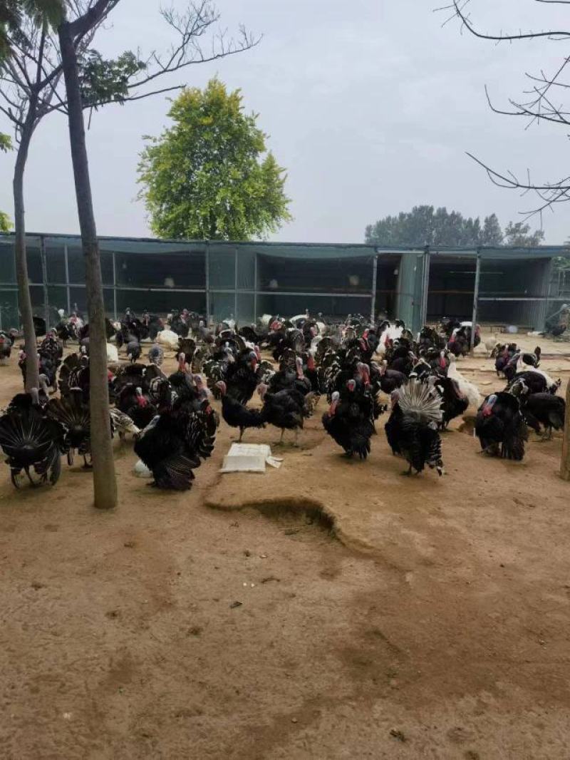 青铜火鸡青年鸡体型大生长速度快抗病能力强