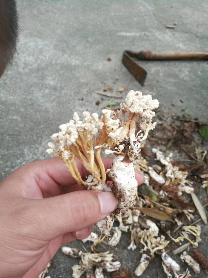 竹海金蝉花