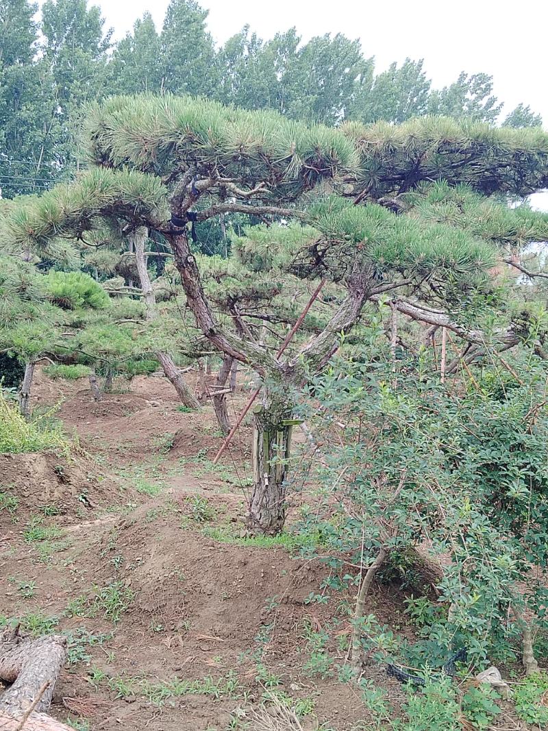 造型赤松