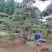 造型赤松