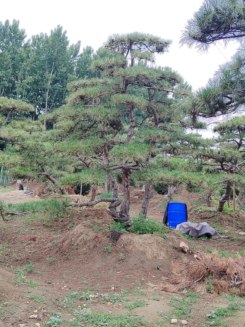 造型赤松