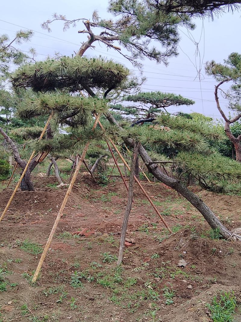 造型赤松