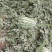 内蒙古巴盟沙漠一号金城五号金城5号西瓜电话联系