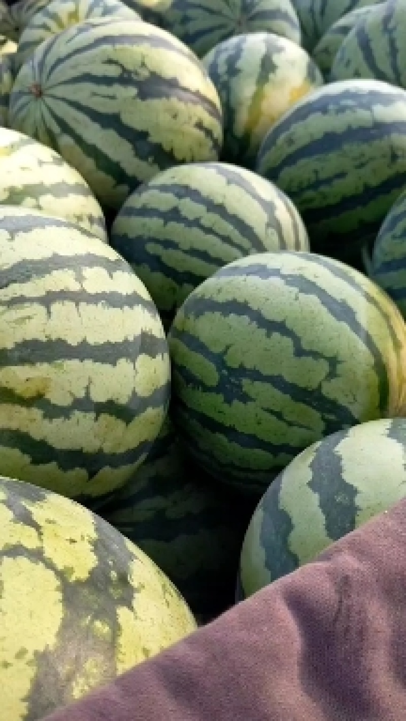 源头供应西瓜保质保量支持拿样