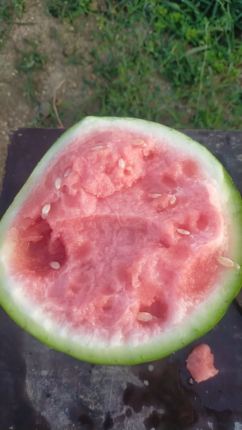 源头供应西瓜保质保量支持拿样