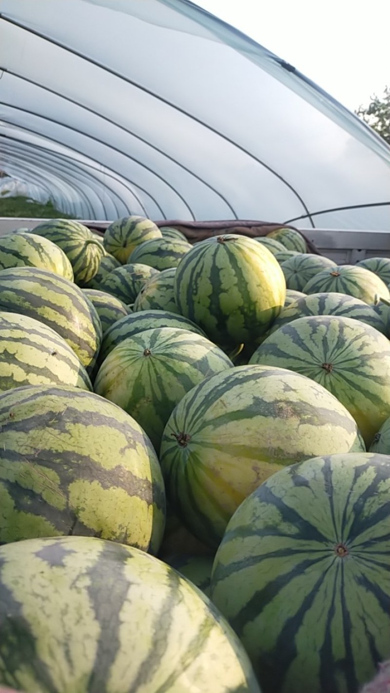 源头供应西瓜保质保量支持拿样