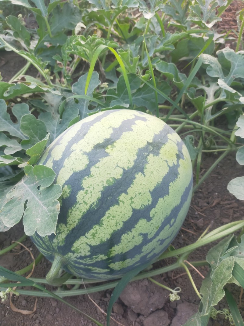 源头供应西瓜保质保量支持拿样