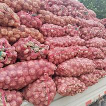 河南郑州中牟新鲜大蒜产地直发一手货源批发价格美丽欢迎合作