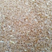 本农场有千亩优质小麦，大量上市，价格合理，欢迎订购。