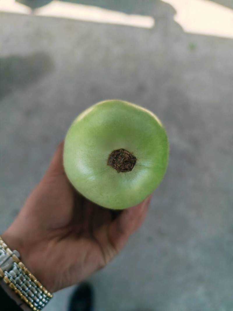 瓠子/瓠瓜/淮安胡子瓜/胡瓜一手货源产地直发