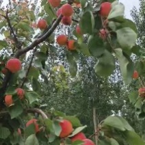 金太阳，丰园红杏，大量上市，欢迎各地客商前来采购