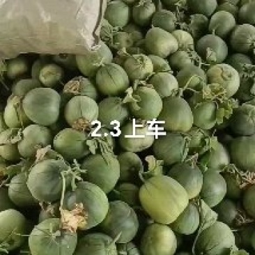 【产地直供】甜瓜山东临沂绿宝甜瓜，星甜20-瓜