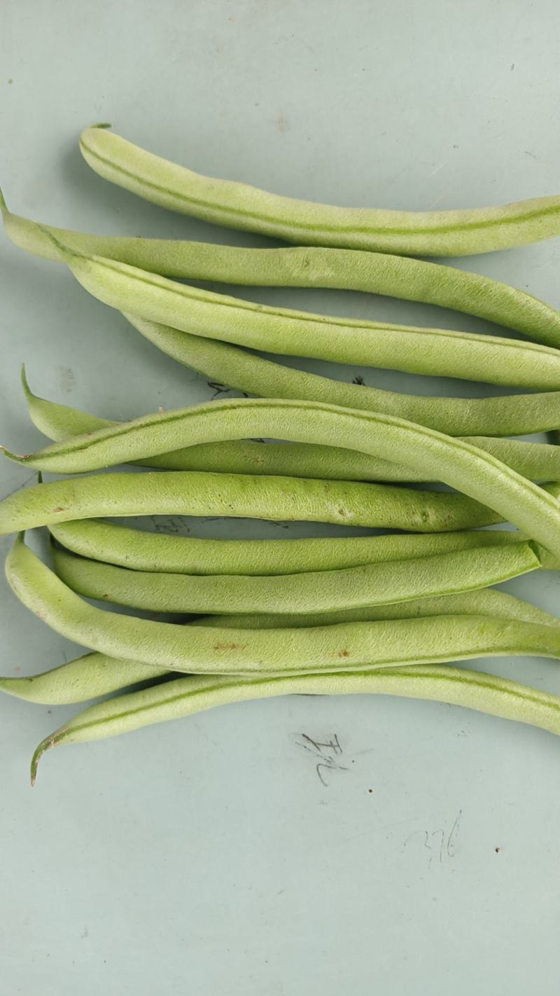 徐州丰县刀豆四季豆大量上市质量保障量大从优欢迎订购
