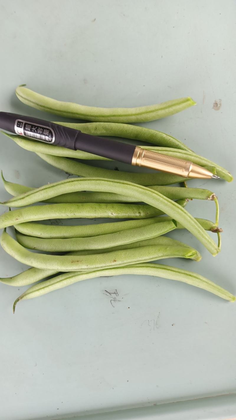 徐州丰县刀豆四季豆大量上市质量保障量大从优欢迎订购