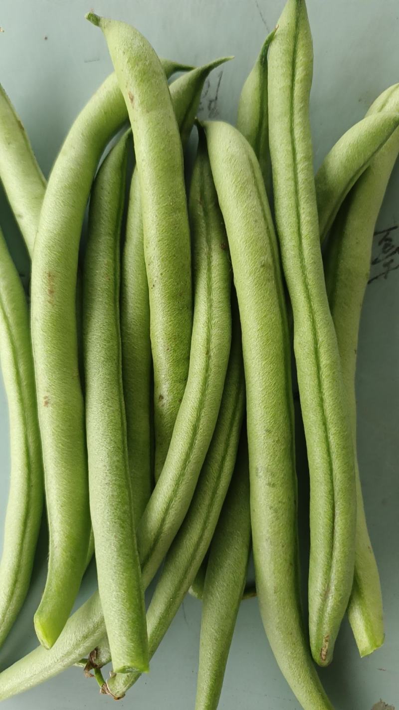 徐州丰县刀豆四季豆大量上市质量保障量大从优欢迎订购