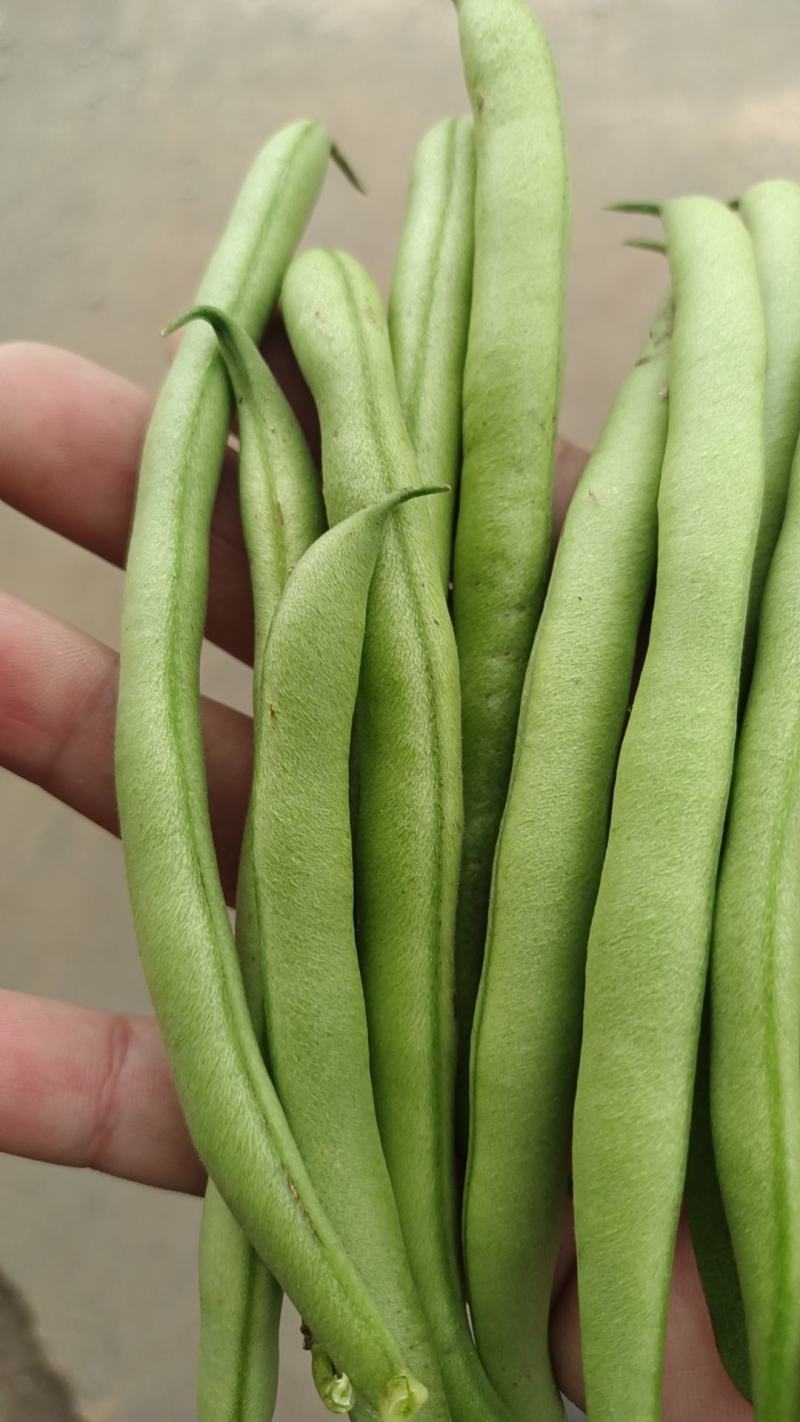 徐州丰县刀豆四季豆大量上市质量保障量大从优欢迎订购