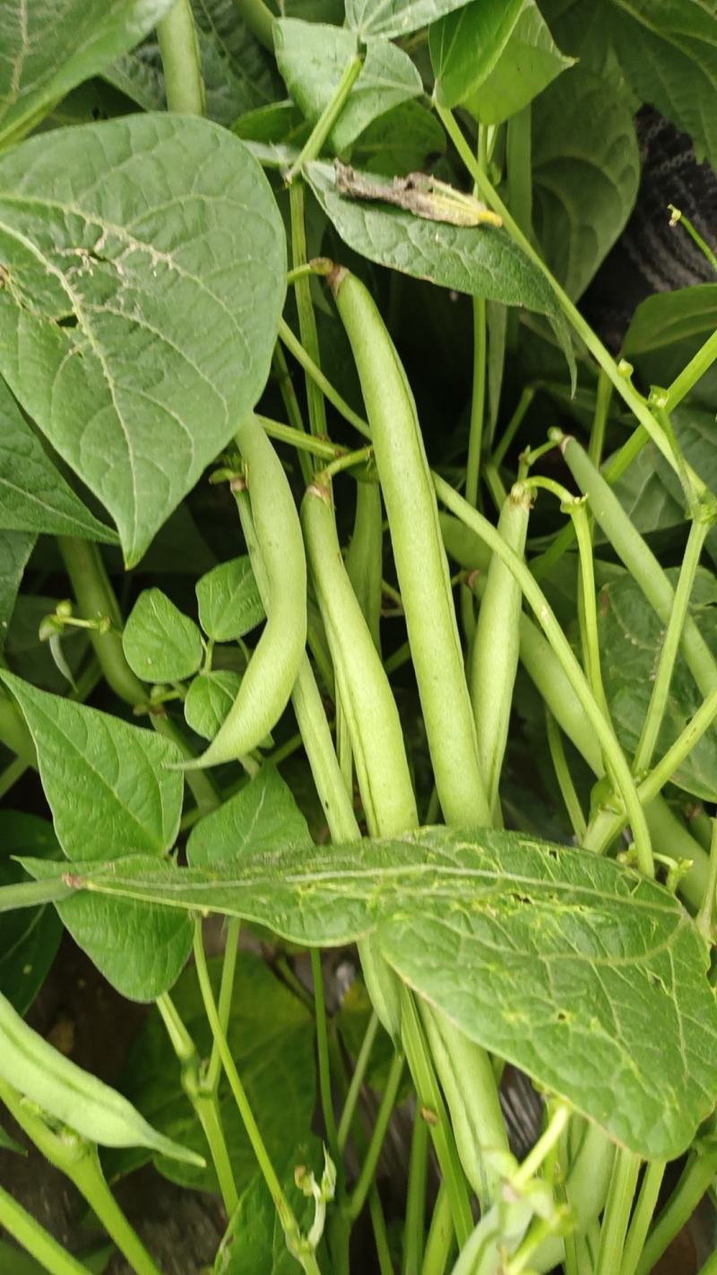 徐州丰县刀豆四季豆大量上市质量保障量大从优欢迎订购