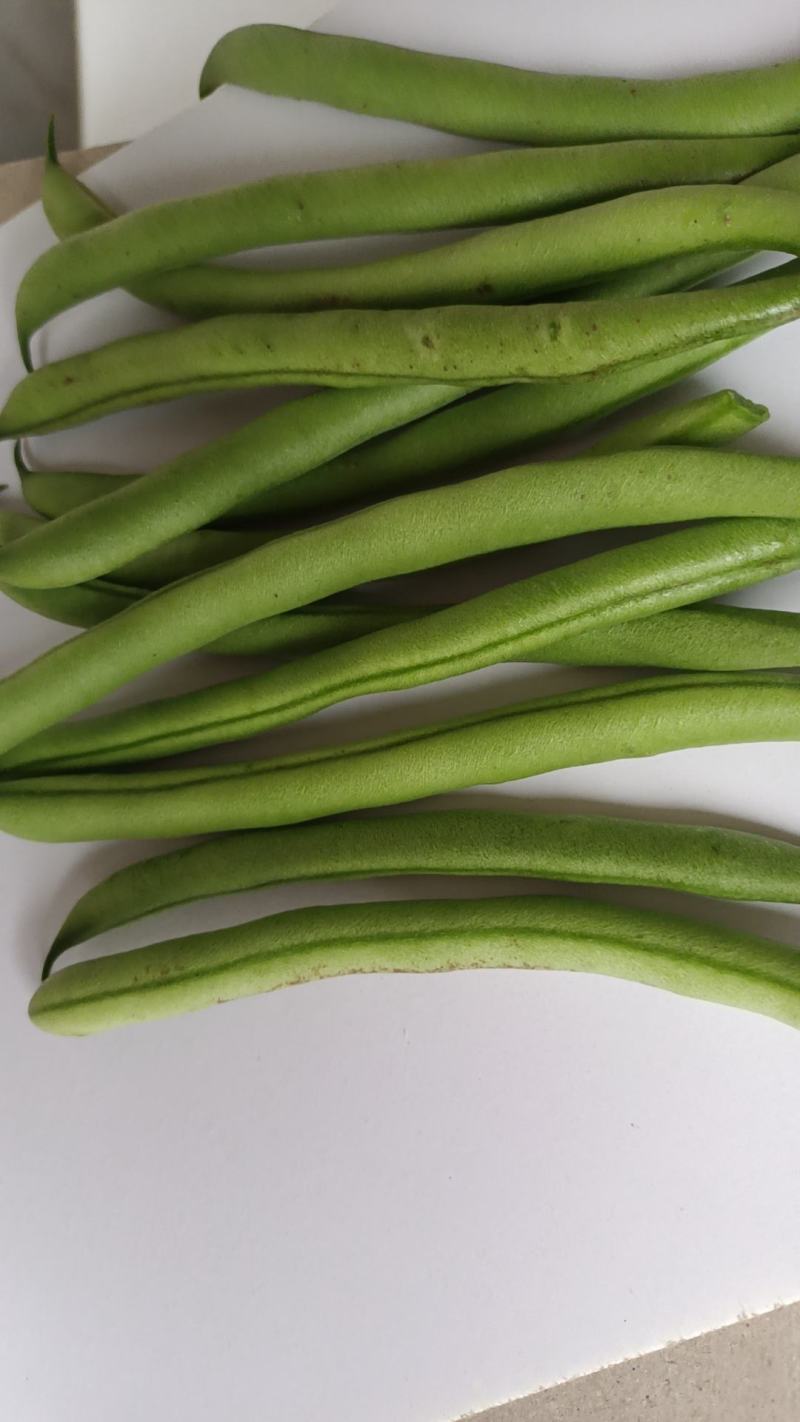 徐州丰县刀豆四季豆大量上市质量保障量大从优欢迎订购