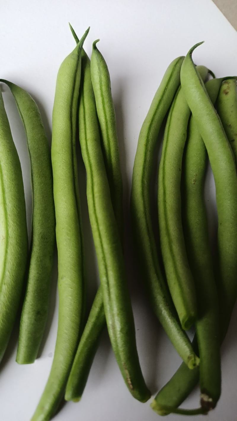 徐州丰县刀豆四季豆大量上市质量保障量大从优欢迎订购