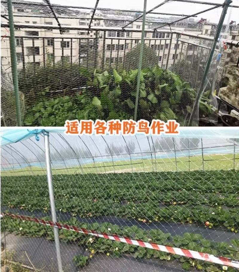 果树防鸟网罩无花果樱桃网防鸟用的网果园尼龙纱网防护罩葡萄