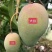 【精选】广西百色台芒农芒果大量上市欢迎采购合作洽谈