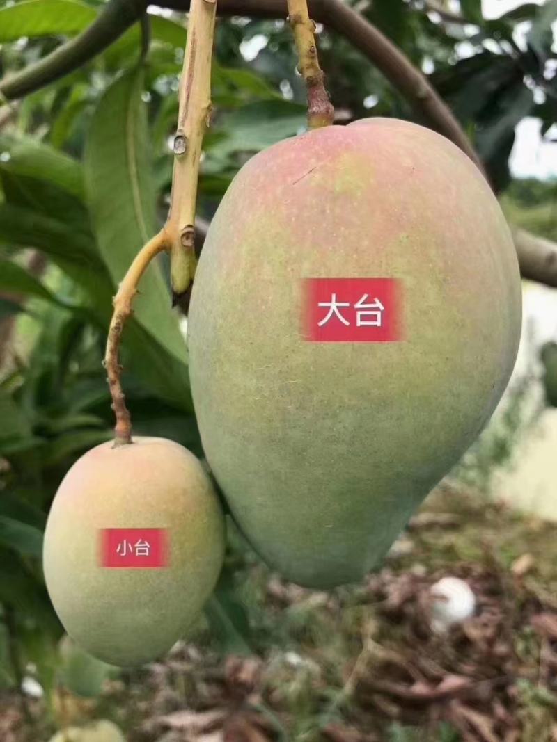 【精选】广西百色台芒农芒果大量上市欢迎采购合作洽谈