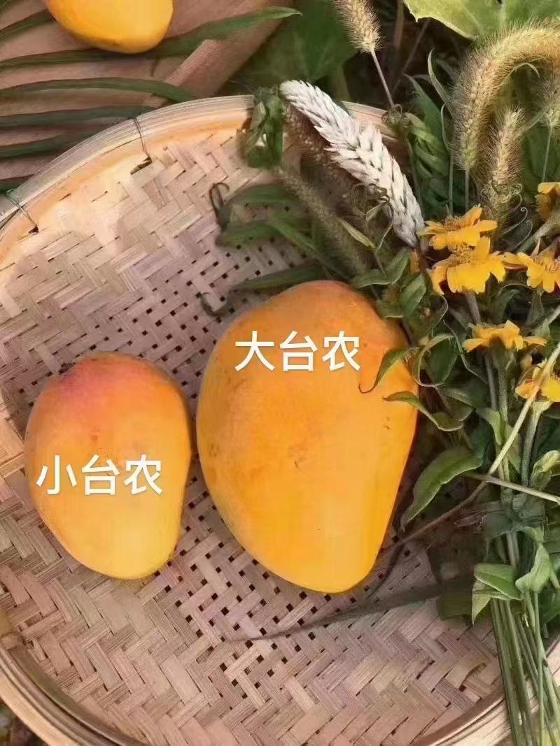 【精选】广西百色台芒农芒果大量上市欢迎采购合作洽谈