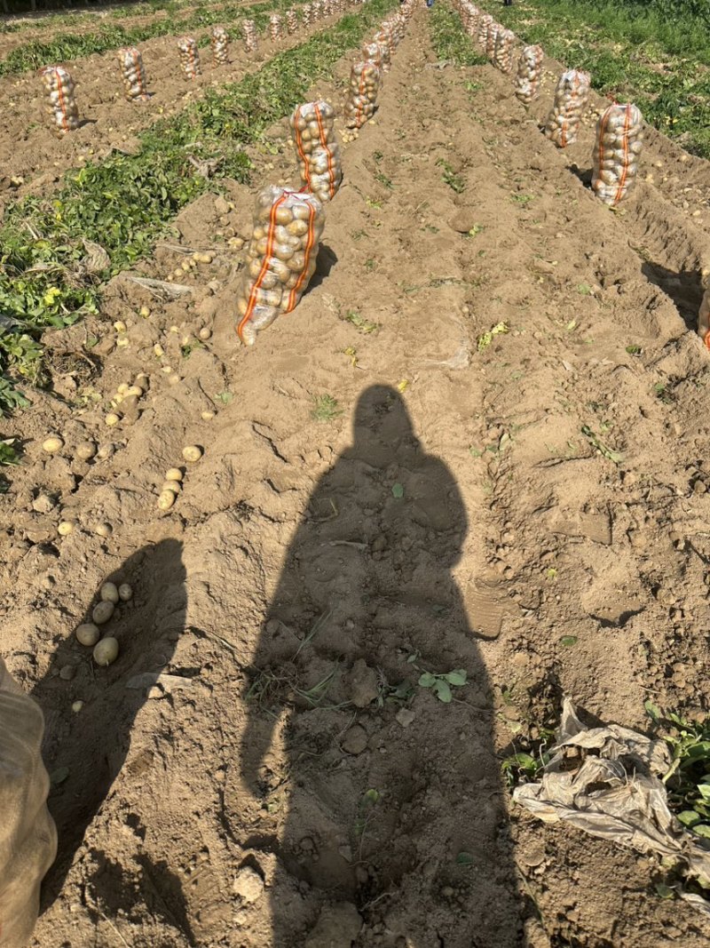 （实力甄选）河南土豆/沃土5号/黄心土豆/V7土豆、