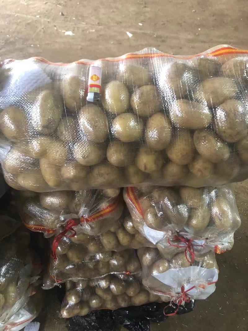 通许希森v7土豆大量供应产地现货直发量大从优欢迎致