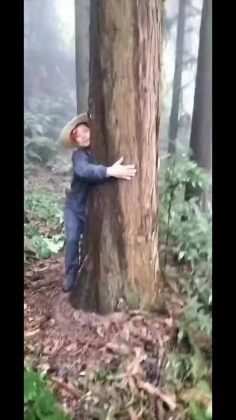 精品杉树原木杉木货源充足常年供应量大价格可谈