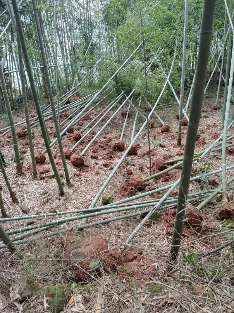 楠竹