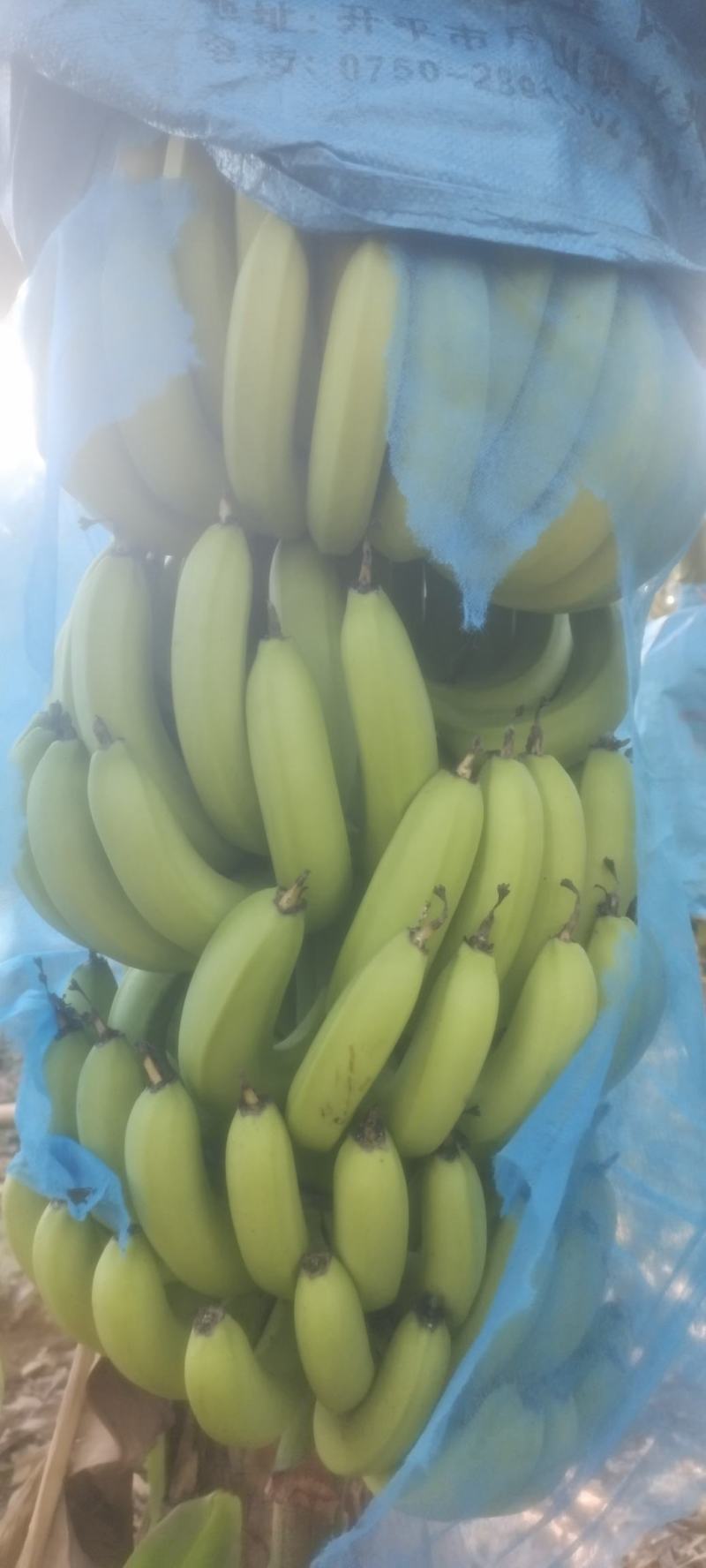 香蕉