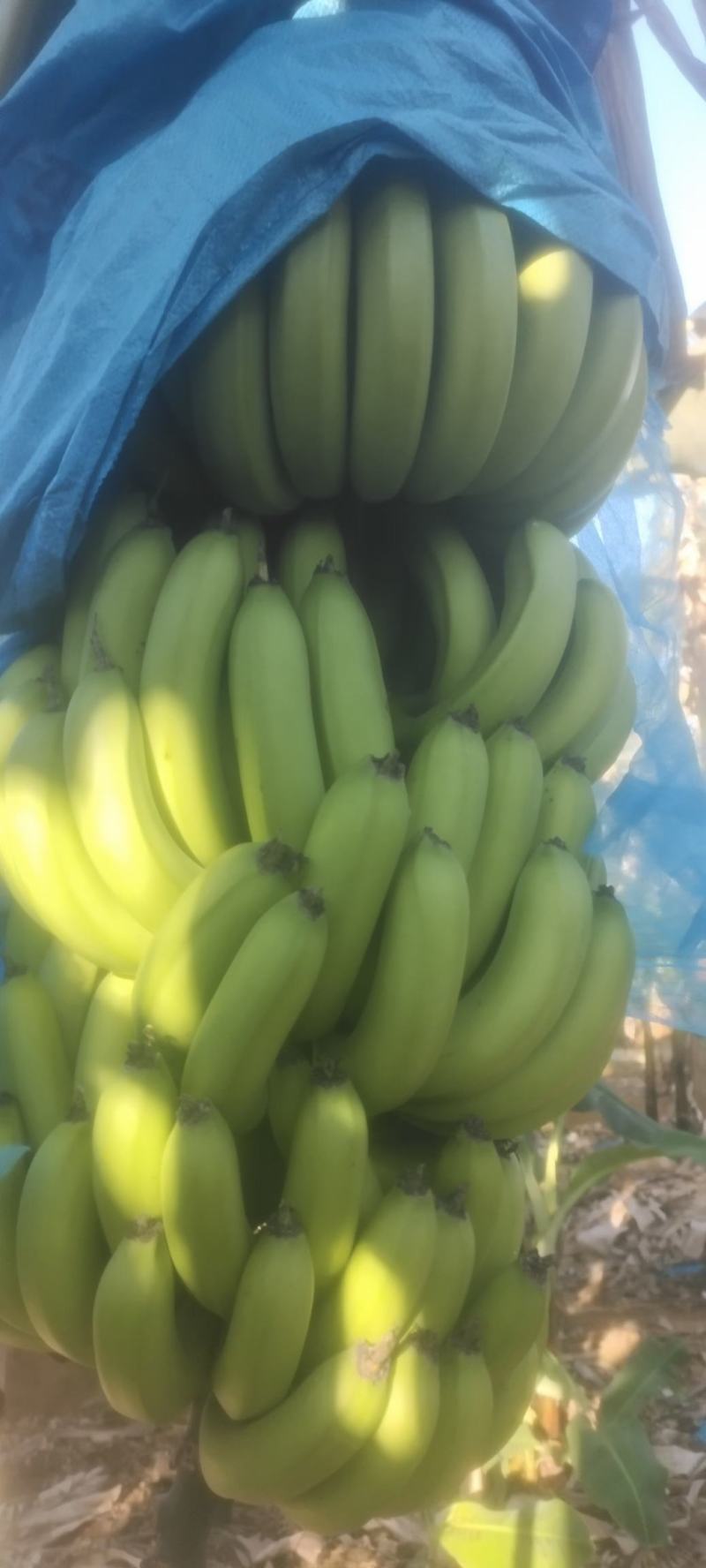 香蕉
