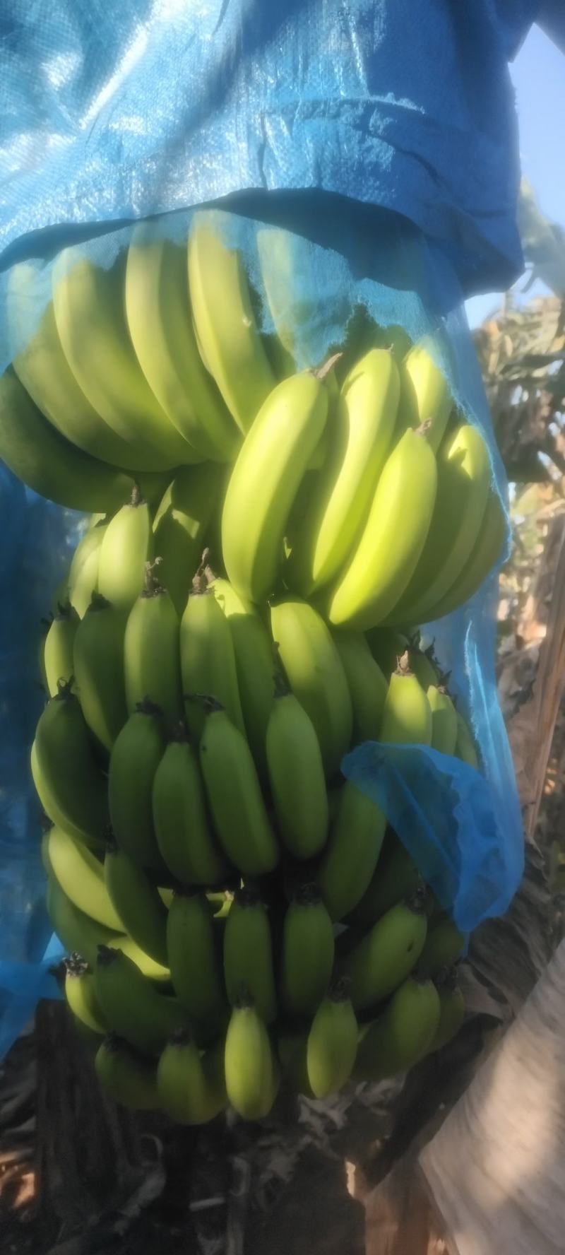 香蕉
