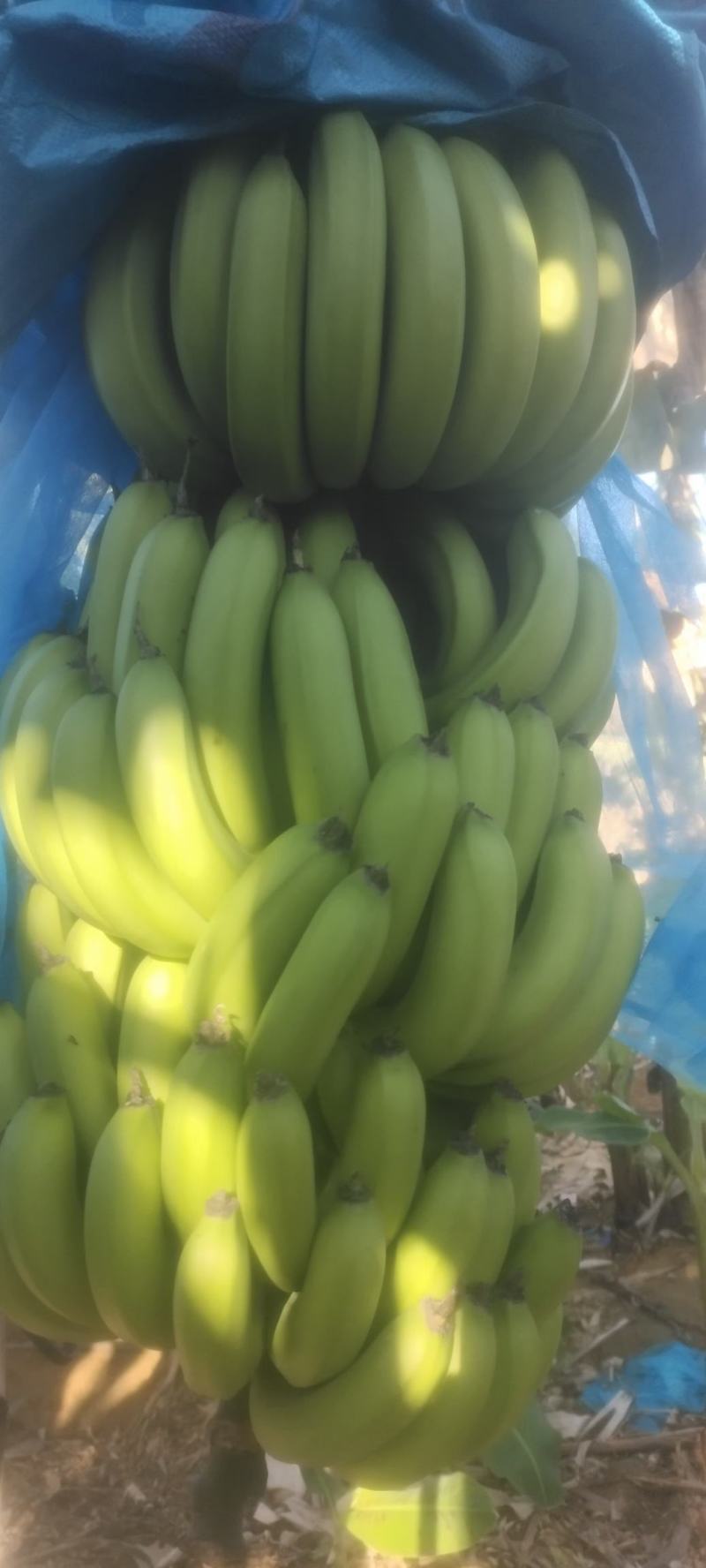 香蕉