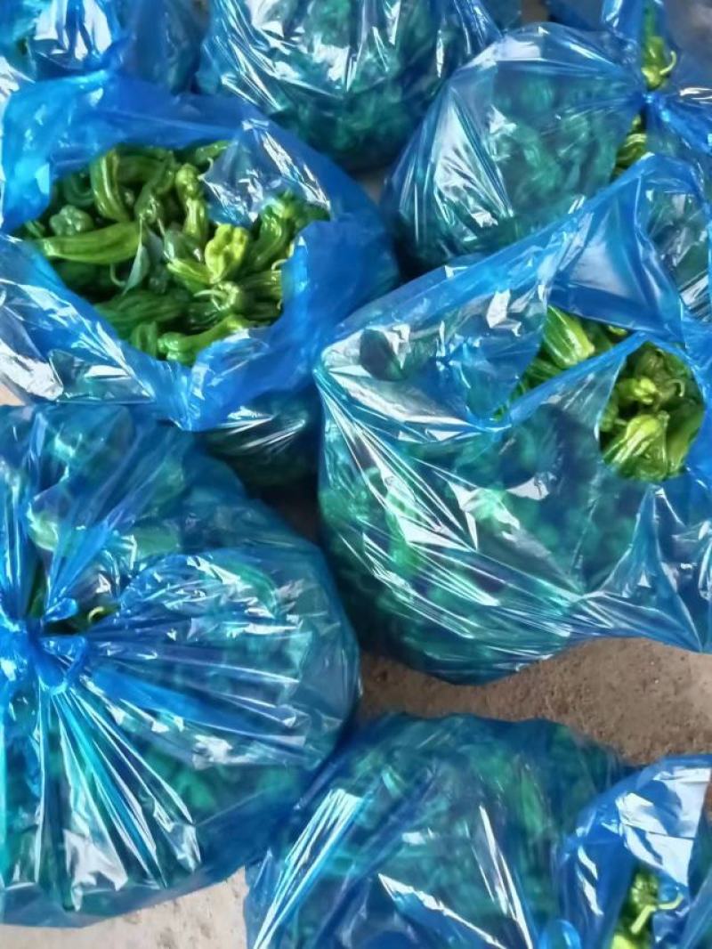薄皮辣椒产地直供一手货源长期供应品质保证