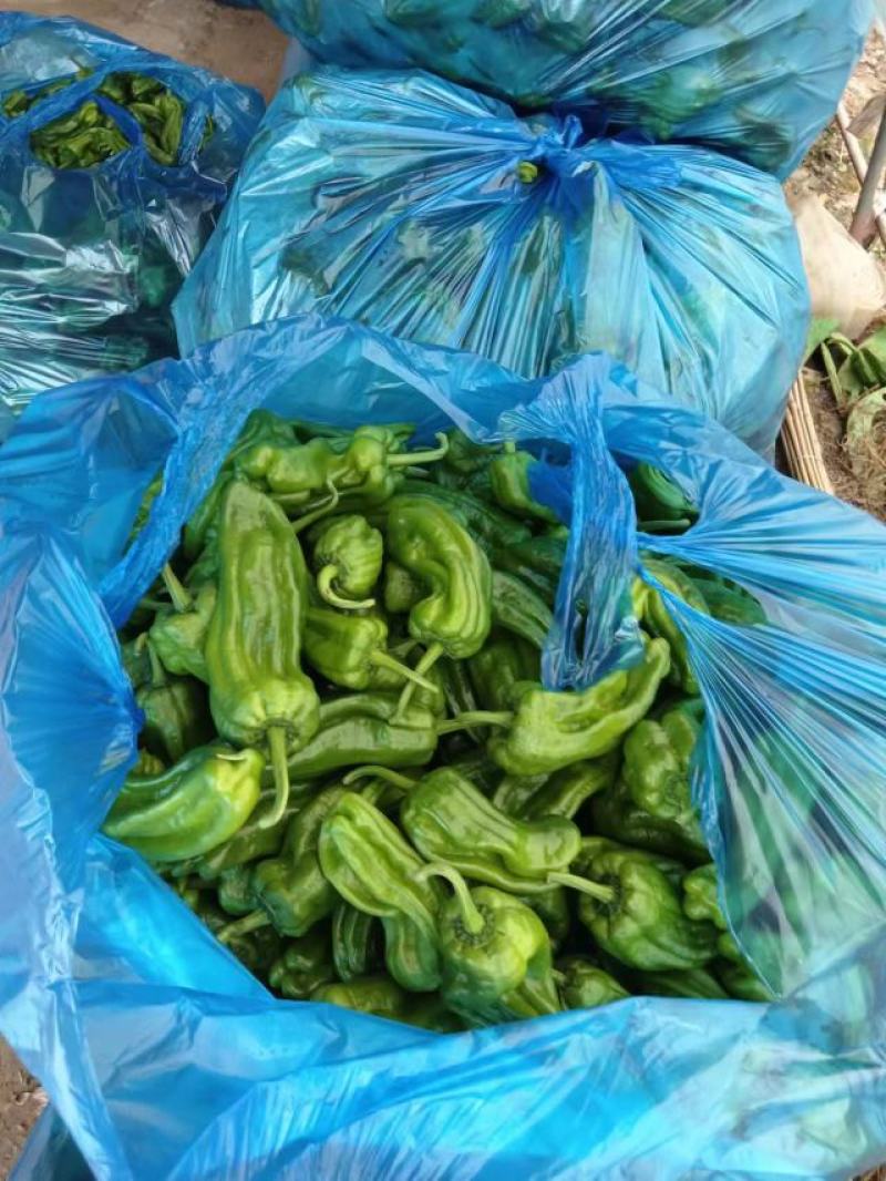 薄皮辣椒产地直供一手货源长期供应品质保证