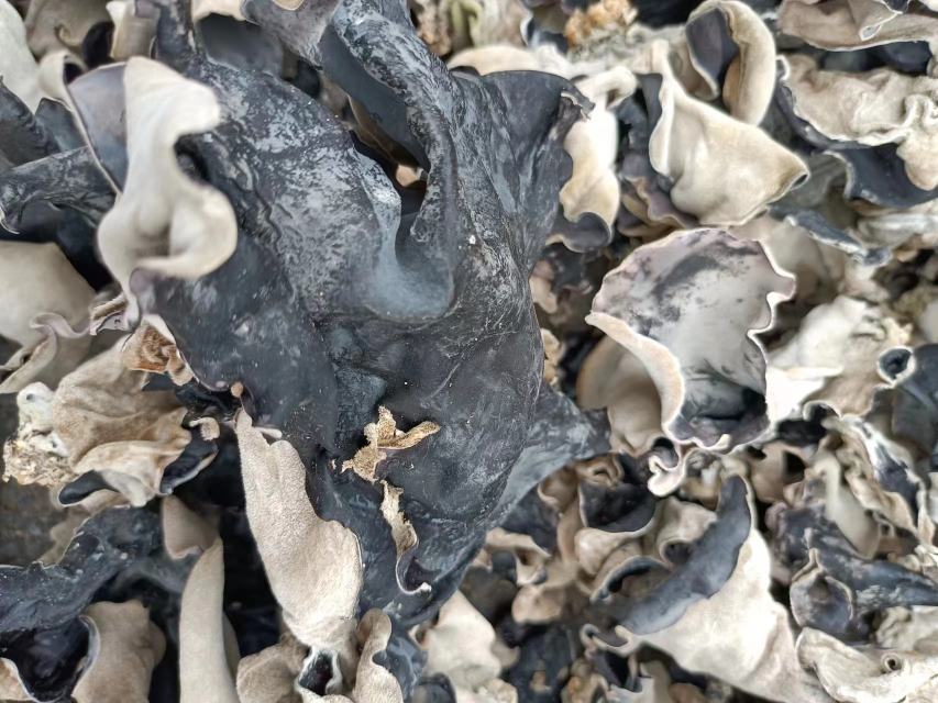 黑木耳与毛木耳对比图