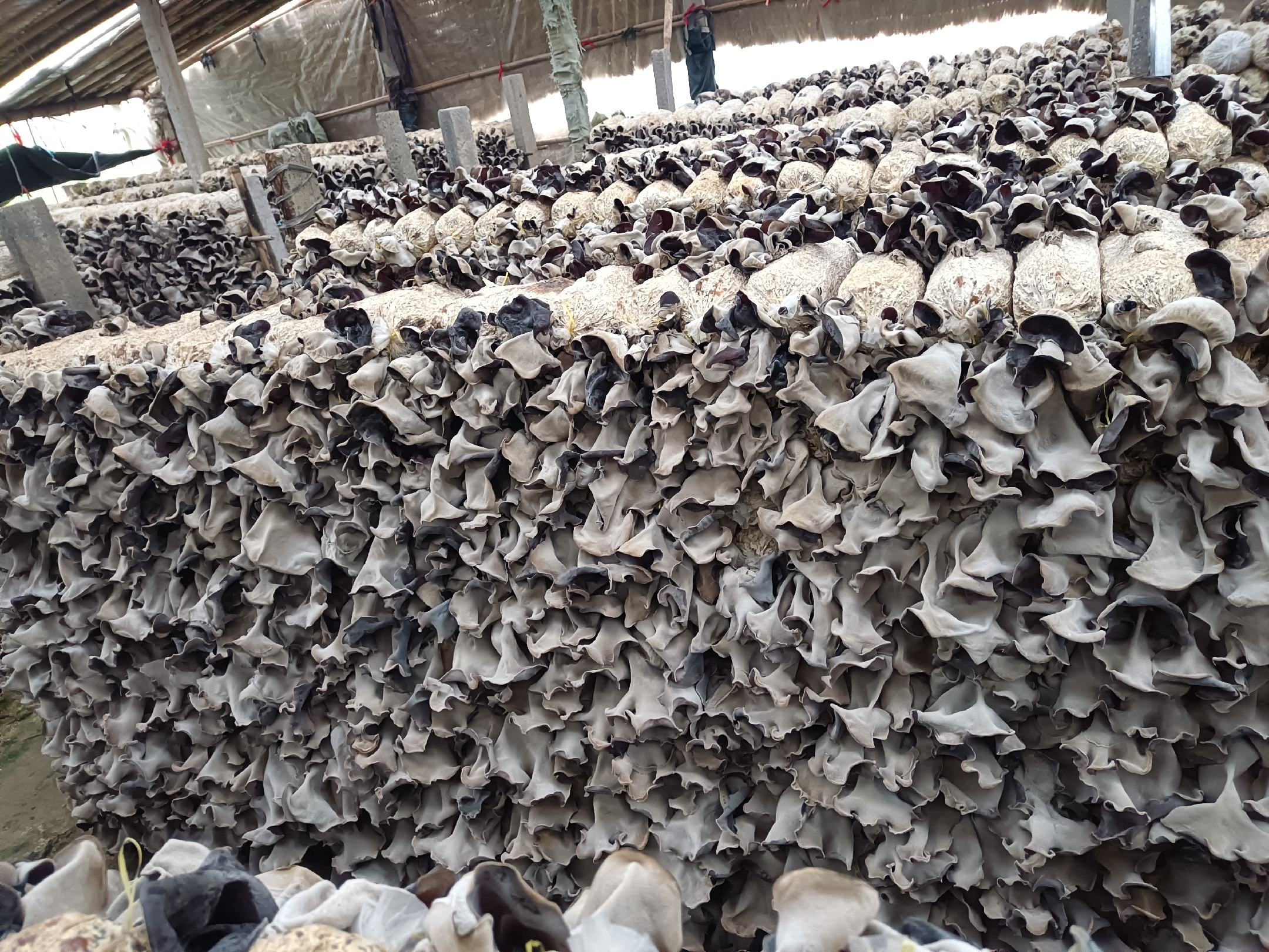 毛木耳栽培品种展示图