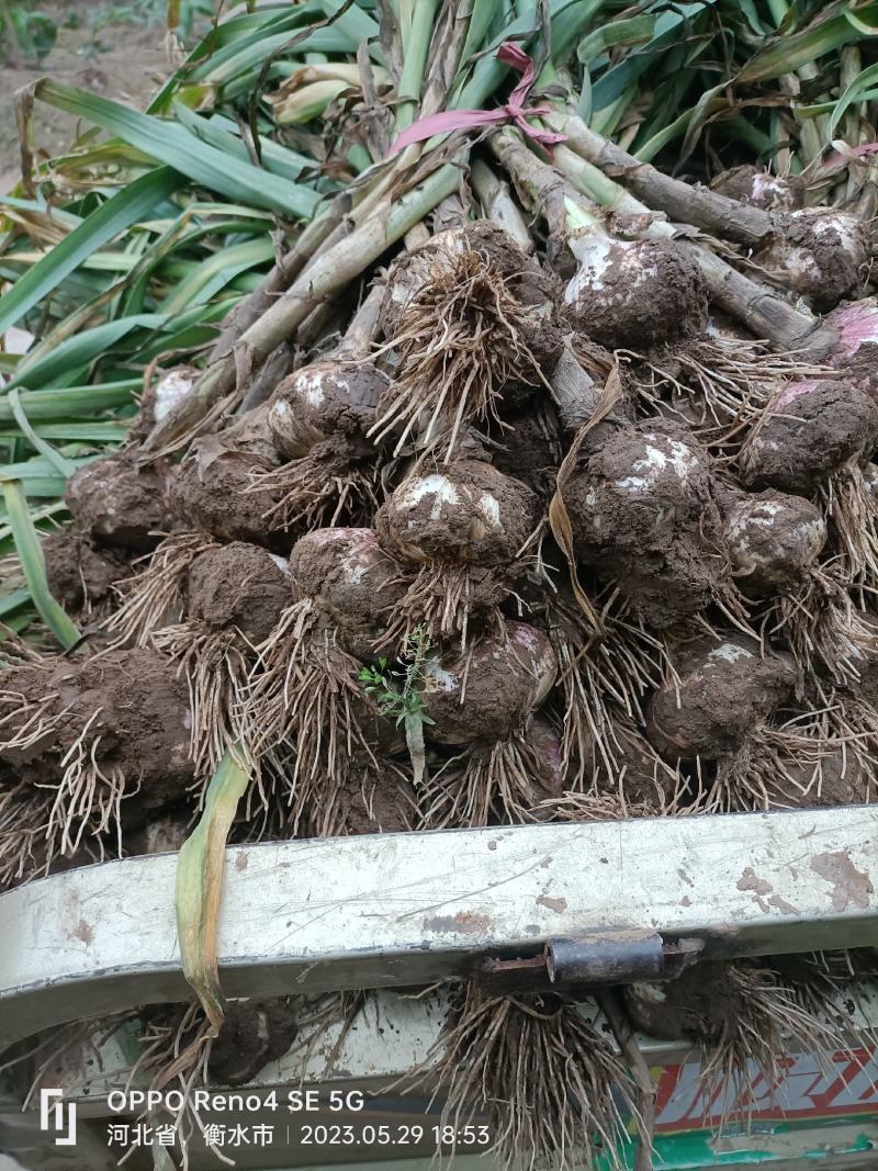 大蒜