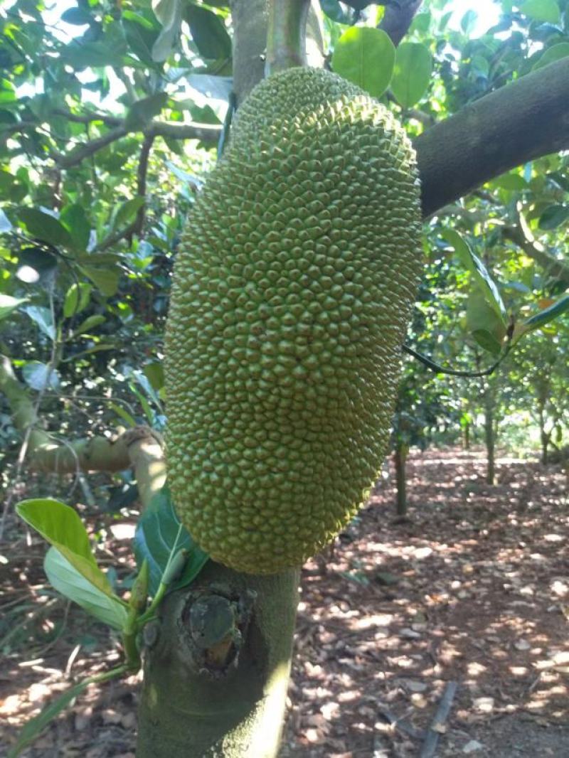 【菠萝蜜】广东菠萝蜜百亩产地持续供应对接全国市场