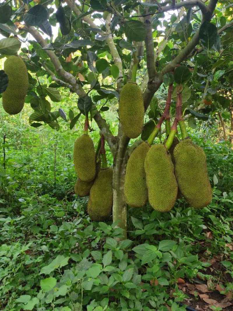 【菠萝蜜】广东菠萝蜜百亩产地持续供应对接全国市场