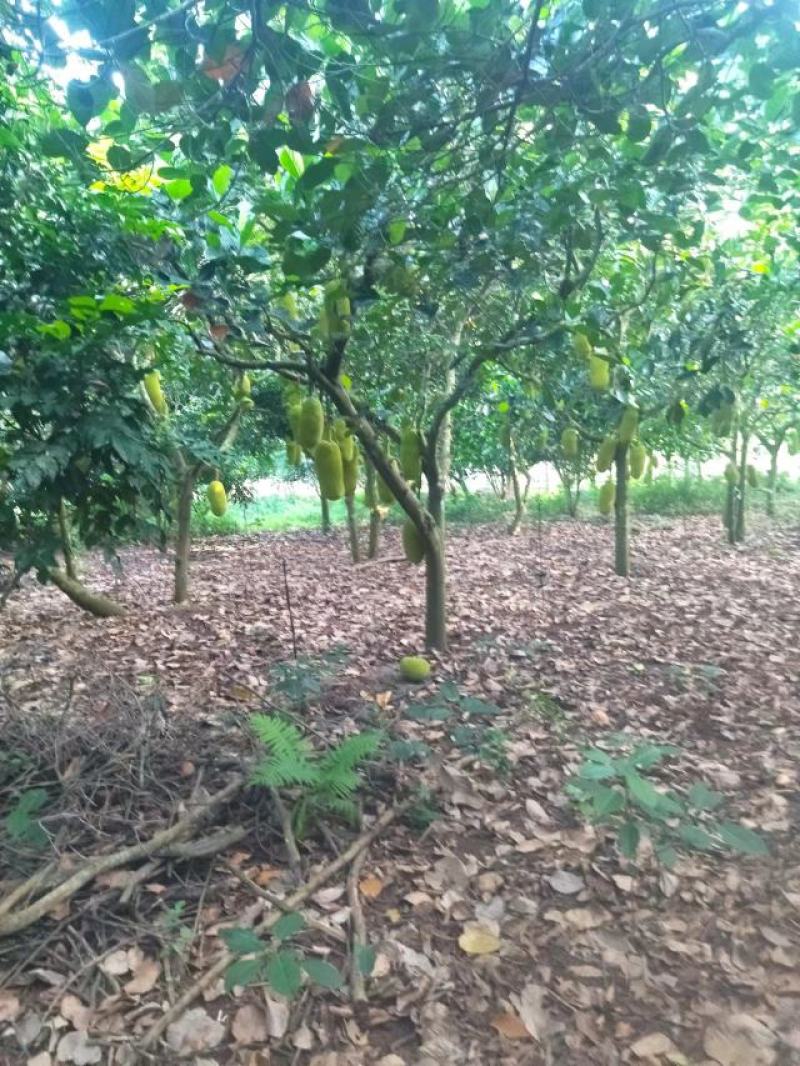 【菠萝蜜】广东菠萝蜜百亩产地持续供应对接全国市场