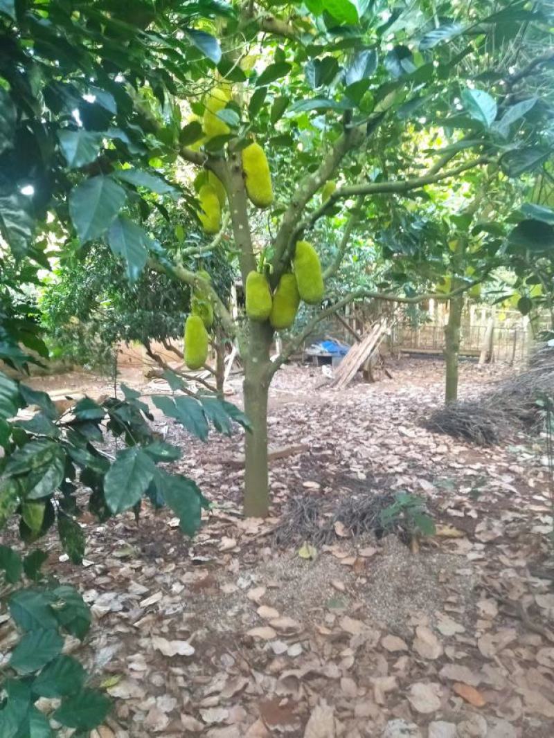 【菠萝蜜】广东菠萝蜜百亩产地持续供应对接全国市场